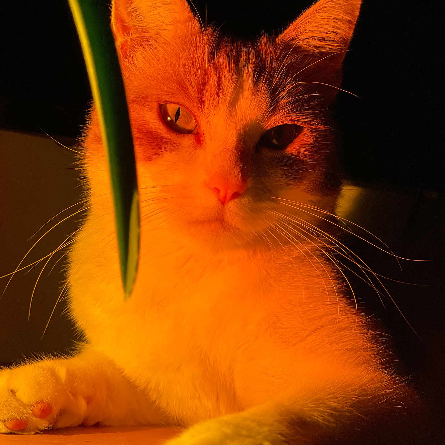 Nako a rejoint le concours — aidez-le/la à gagner de superbes lots ! cat, pet, animal, feline, whiskers, paw, ears, face, portrait, closeup, orange_light, shadow, leaf, indoor, domestic, fur, relaxed, table, yellow, mysterious
