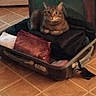 Rudy participe au concours pour gagner de l'argent avec cette photo : cat, tabby_cat, suitcase, packed_clothes, indoor, floor_tiles, pet, curious, resting, home, travel_bag, orange, brown, animal, feline, comfort, relaxed, looking, packing, cozy