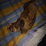 Rudy a rejoint le concours — aidez-le/la à gagner de superbes lots ! cat, tabby, animal, pet, feline, sleeping, resting, blanket, plaid, striped, fur, cozy, indoor, soft, relaxed, cute, paws, whiskers, bed, comfort
