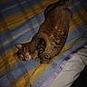 cat, tabby, animal, pet, feline, sleeping, resting, blanket, plaid, striped, fur, cozy, indoor, soft, relaxed, cute, paws, whiskers, bed, comfort