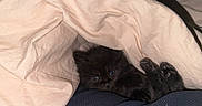 Princesse participe au concours pour gagner de l'argent avec cette photo : animal, black_cat, blanket, comfort, cozy, cute, cute_eyes, fur, hidden, indoor, kitten, paws, pet, relaxation, resting, sleepy, small, soft, warm, young