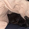 Princesse participe au concours pour gagner de l'argent avec cette photo : kitten, black_cat, blanket, cozy, cute, pet, animal, indoor, fur, paws, sleepy, resting, soft, young, small, comfort, relaxation, cute_eyes, hidden, warm