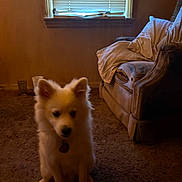 Moon joined the competition — help win amazing prizes! animal, blinds, brown, carpet, couch, cozy, dim, dog, domestic, fluffy, furniture, home, indoor, living_room, pet, quiet, room, sitting, white, window