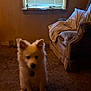animal, blinds, brown, carpet, couch, cozy, dim, dog, domestic, fluffy, furniture, home, indoor, living_room, pet, quiet, room, sitting, white, window