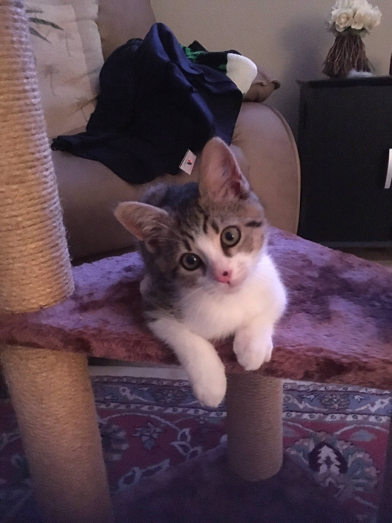 Avery joined the competition — help win amazing prizes! carnivore, cat, chair, comfort, domestic_short_haired_cat, fawn, felidae, flooring, fur, hardwood, human_leg, lap, plant, sitting, small_to_medium_sized_cats, tail, tree, whiskers, window, wood