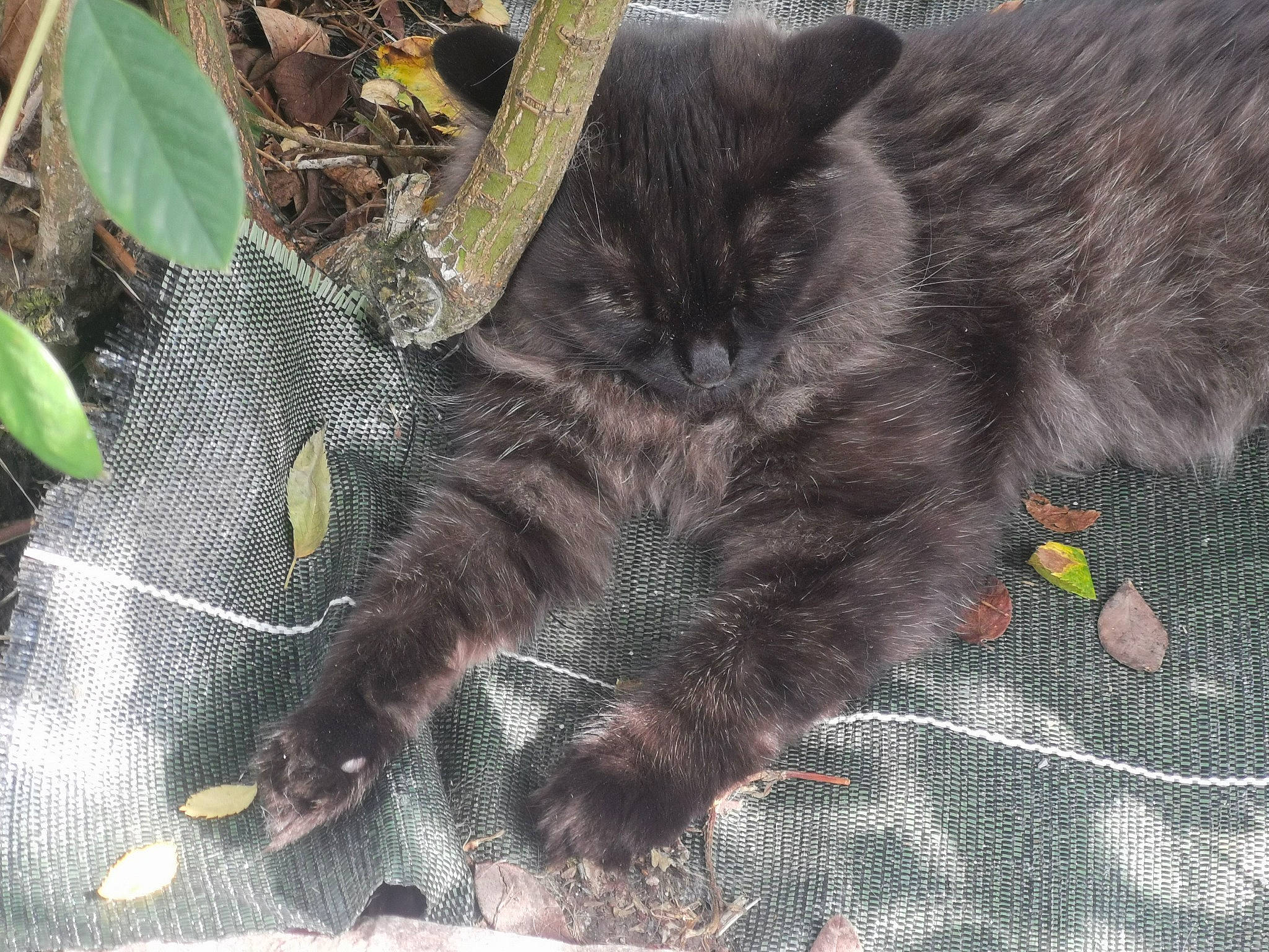 Nala participe au concours pour gagner de l'argent avec cette photo : black_cat, carnivore, cat, claw, domestic_long_haired_cat, domestic_short_haired_cat, european_shorthair, felidae, fur, kitten, nebelung, polydactyl_cat, small_to_medium_sized_cats, tail, whiskers, wild_cat