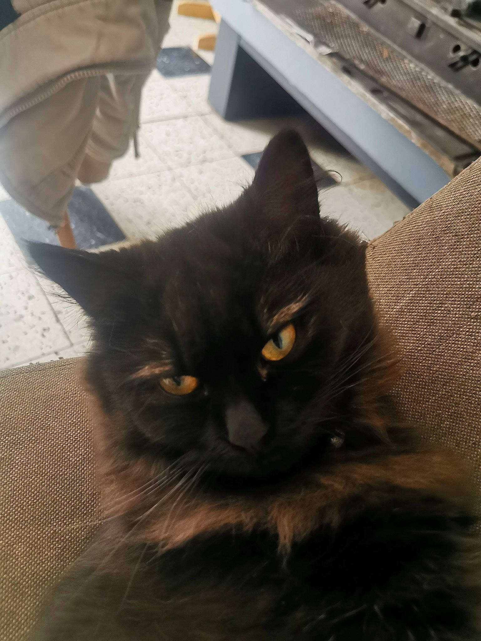 Nala a rejoint le concours — aidez-le/la à gagner de superbes lots ! black_cat, carnivore, cat, domestic_long_haired_cat, domestic_short_haired_cat, ear, eye, felidae, fur, kitten, nebelung, norwegian_forest_cat, small_to_medium_sized_cats, whiskers