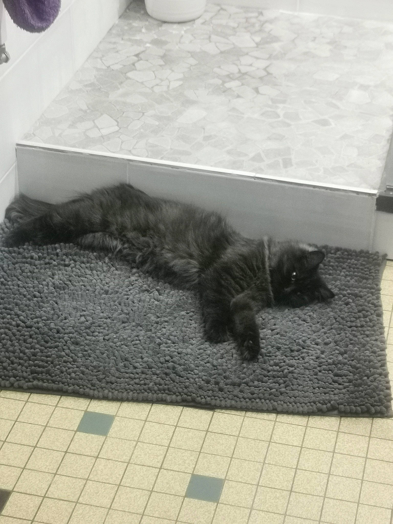 Nala participe au concours pour gagner de l'argent avec cette photo : black_cat, carnivore, cat, domestic_short_haired_cat, european_shorthair, felidae, floor, flooring, kitten, paw, polydactyl_cat, small_to_medium_sized_cats, tail, tile