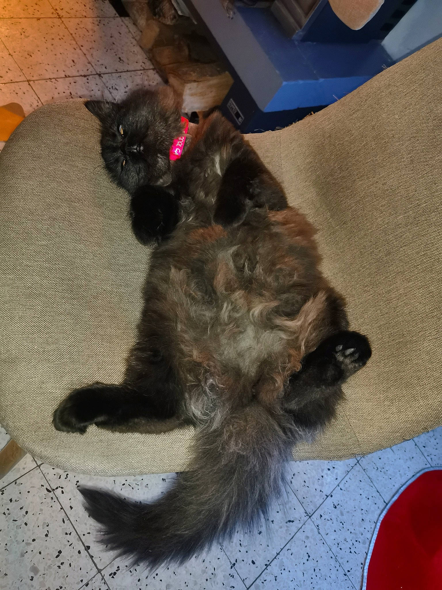 Nala participe au concours pour gagner de l'argent avec cette photo : cairn_terrier, canidae, carnivore, cat, dog, dog_breed, felidae, mammal, paw, small_to_medium_sized_cats, tail, terrier