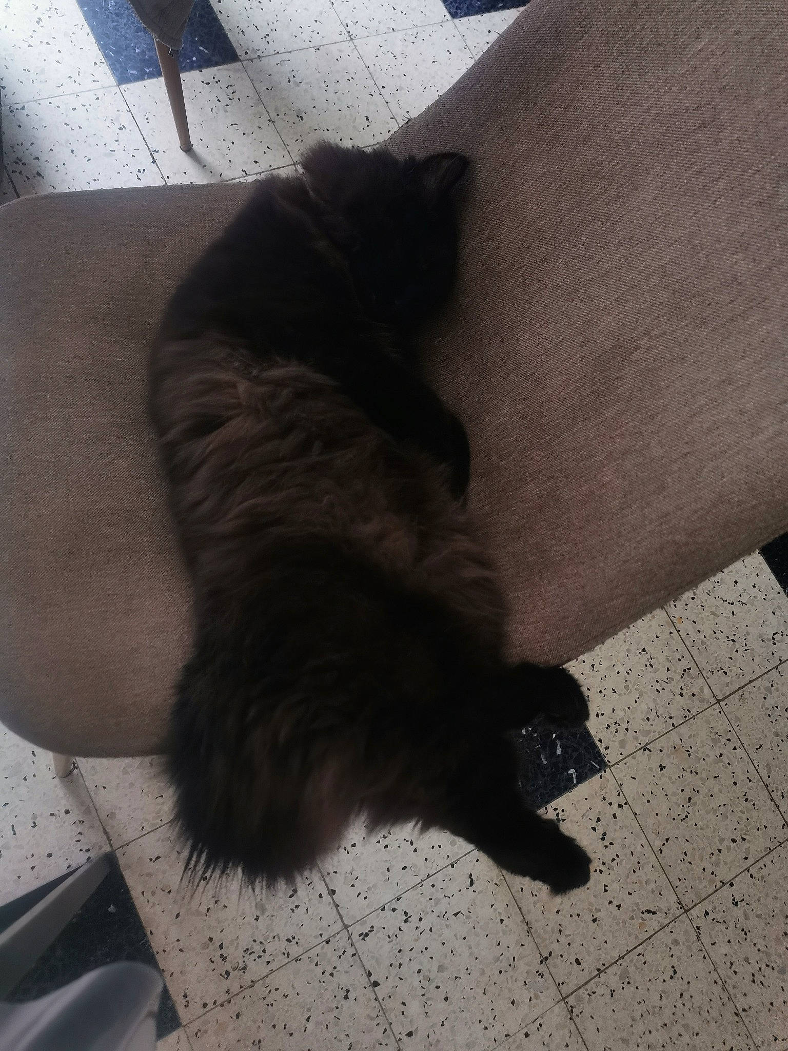 Nala a rejoint le concours — aidez-le/la à gagner de superbes lots ! black_cat, canidae, carnivore, cat, claw, felidae, fur, hand, leg, paw, small_to_medium_sized_cats, tail