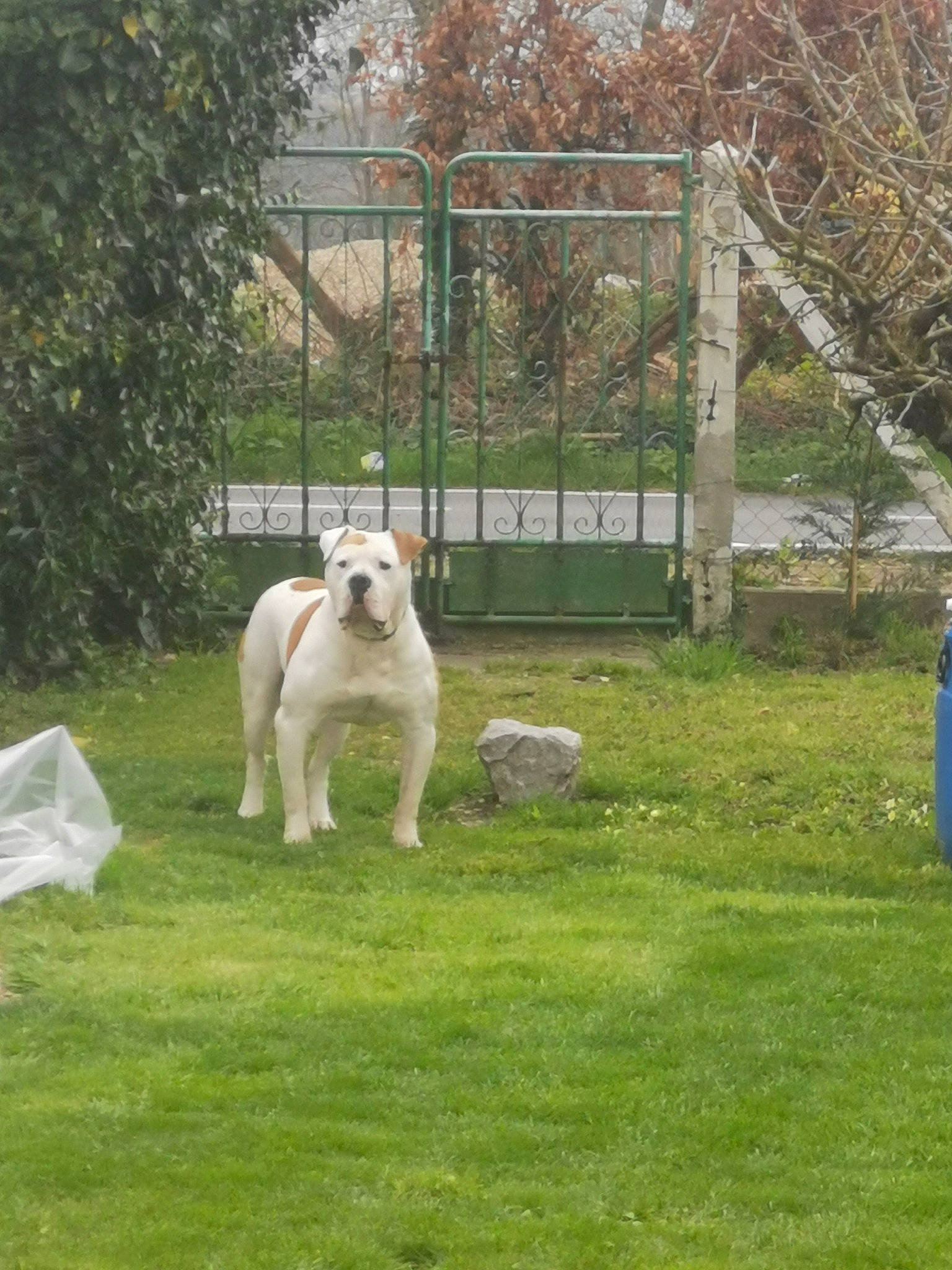 Keizer a rejoint le concours — aidez-le/la à gagner de superbes lots ! anatolian_shepherd_dog, canidae, carnivore, central_asian_shepherd_dog, companion_dog, dog, dog_breed, grass, lawn, mammal, sporting_group, vertebrate