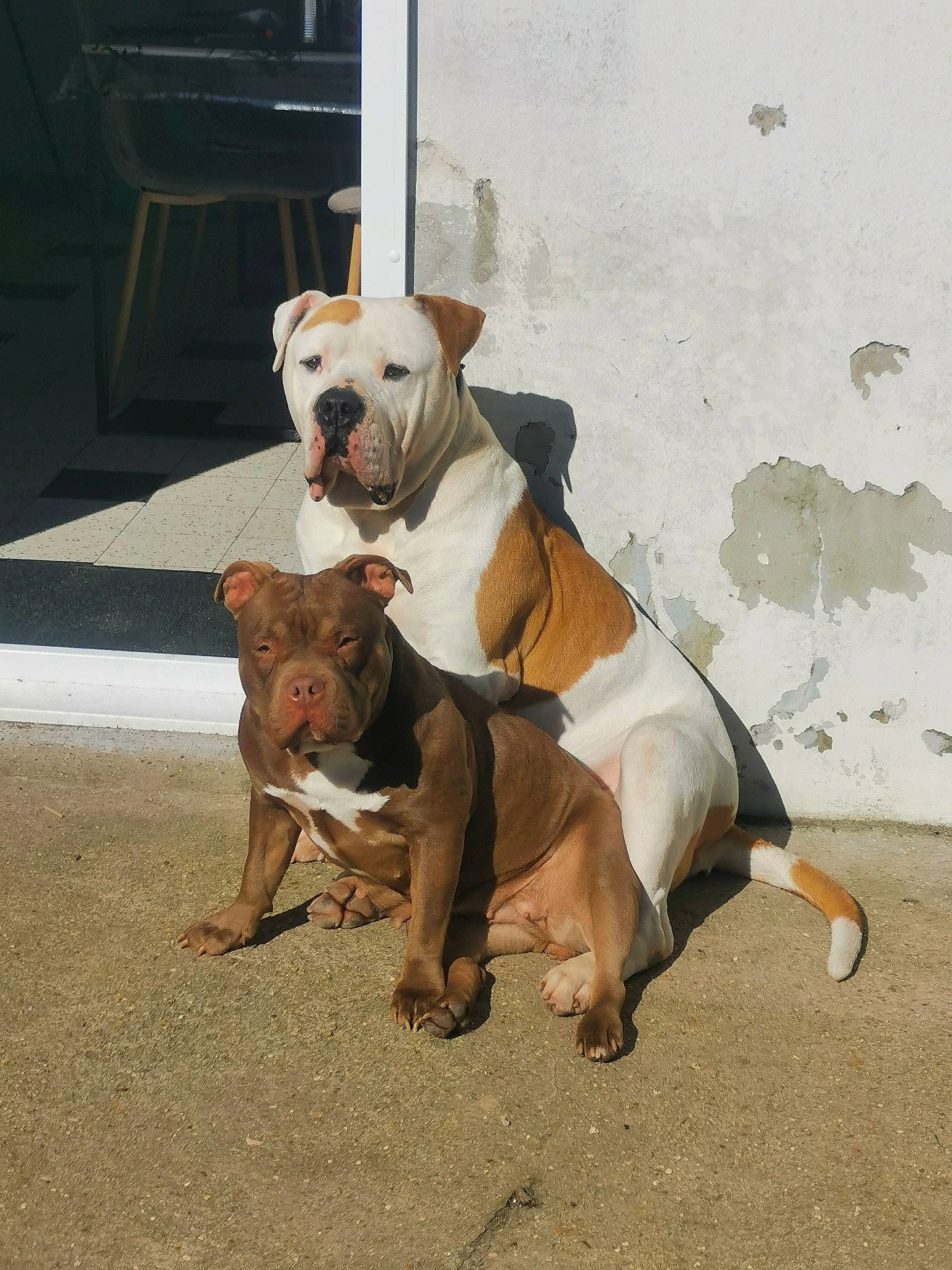 Chanel participe au concours pour gagner de l'argent avec cette photo : american_bulldog, american_pit_bull_terrier, american_staffordshire_terrier, bull_and_terrier, canidae, carnivore, companion_dog, cordoba_fighting_dog, dog, dog_breed, fawn, mammal, non_sporting_group, olde_english_bulldogge, pit_bull, rare_breed_dog, snout, sporting_group, staffordshire_bull_terrier, vertebrate