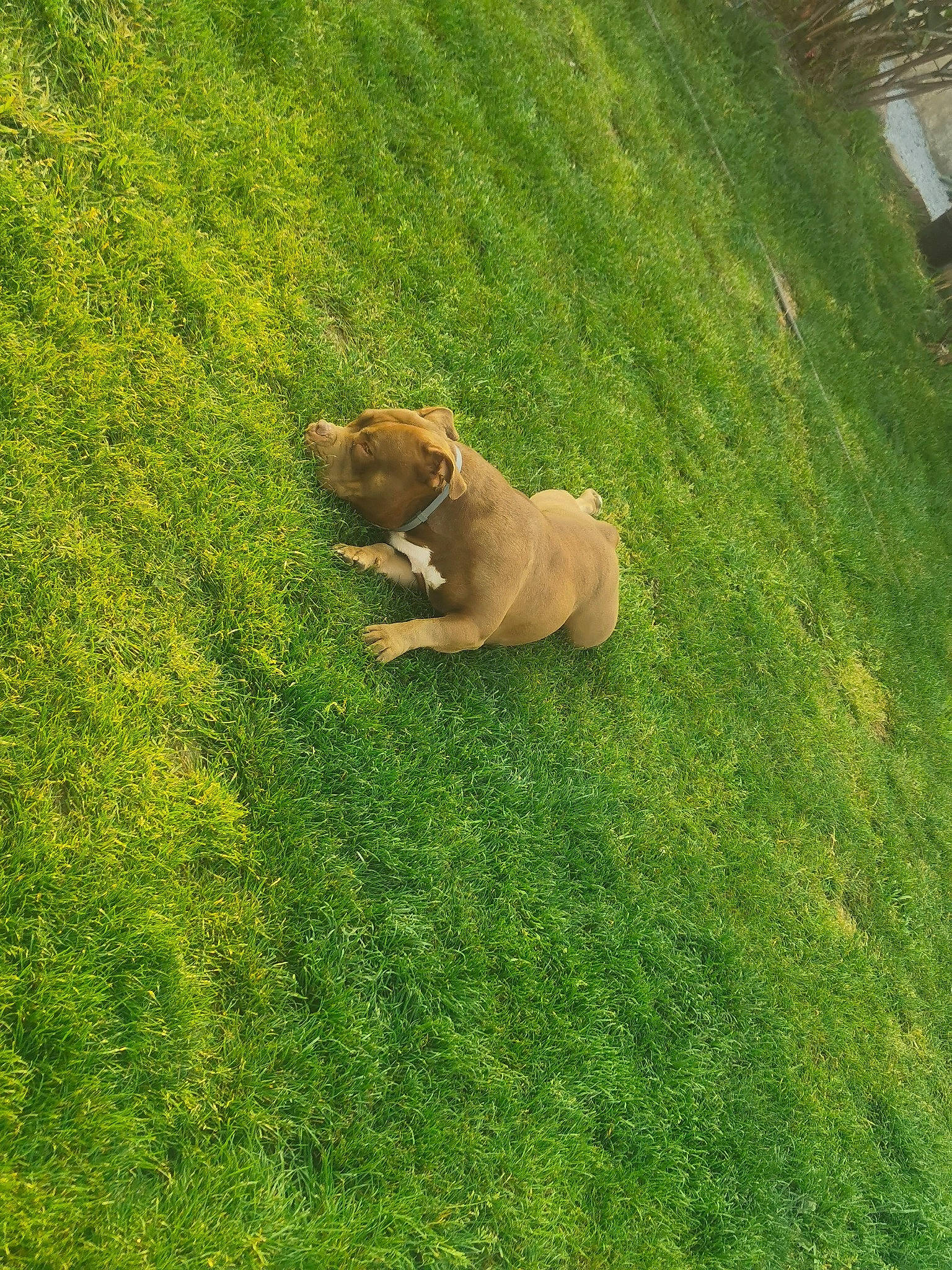 Chanel participe au concours pour gagner de l'argent avec cette photo : boerboel, canidae, carnivore, dog, dog_breed, fawn, grass, green, non_sporting_group, plant, shar_pei, sporting_group