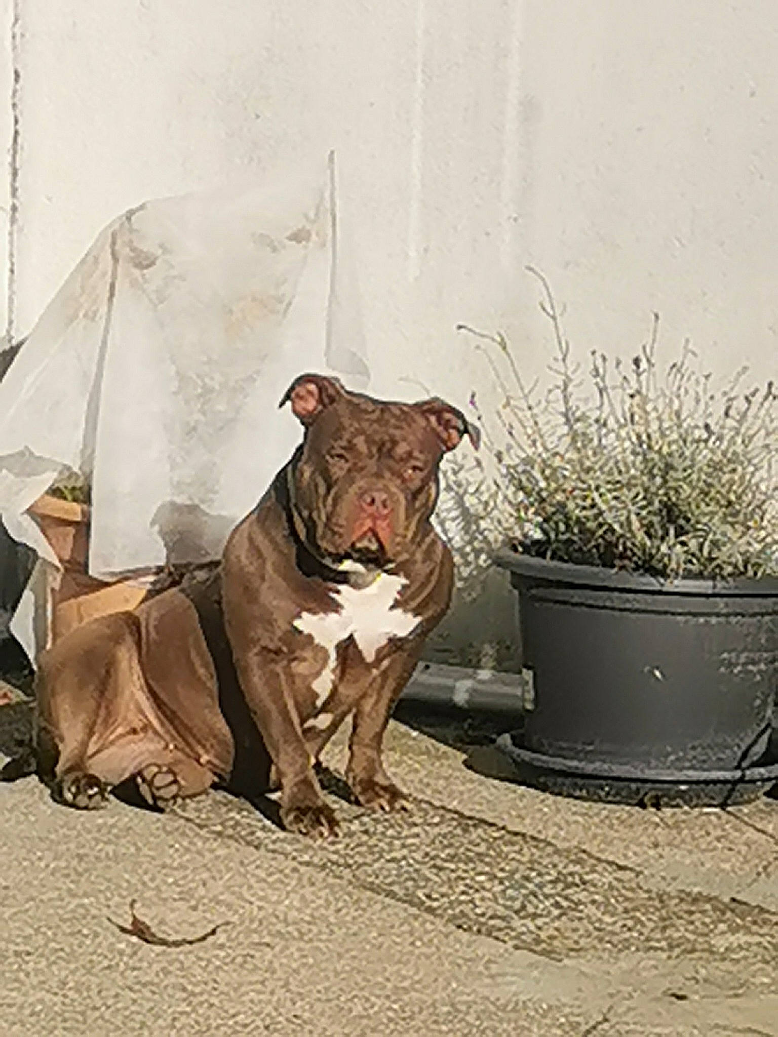 Chanel participe au concours pour gagner de l'argent avec cette photo : american_pit_bull_terrier, american_staffordshire_terrier, canidae, carnivore, dog, dog_breed, fawn, mammal, non_sporting_group, pit_bull, snout, sporting_group
