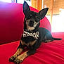 dog, bow_tie, red_couch, indoor, sunlight, wooden_blinds, black_dog, tan_paws, pet, relaxed, small_dog, furniture, window, portrait, animal, cute, companion, cozy, domestic, alert