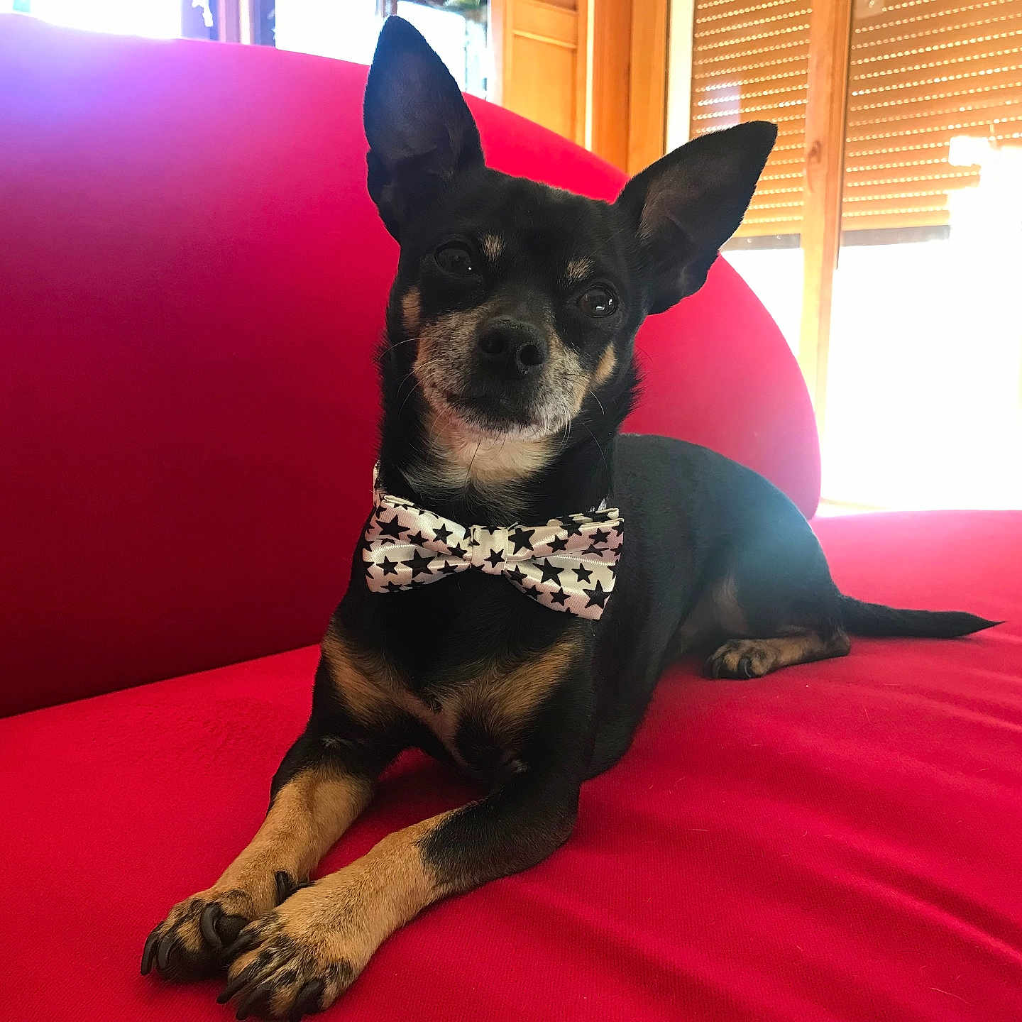 Rocky a rejoint le concours — aidez-le/la à gagner de superbes lots ! alert, animal, black_dog, bow_tie, companion, cozy, cute, dog, domestic, furniture, indoor, pet, portrait, red_couch, relaxed, small_dog, sunlight, tan_paws, window, wooden_blinds