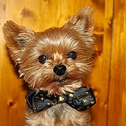 Violine participe au concours pour gagner de l'argent avec cette photo :