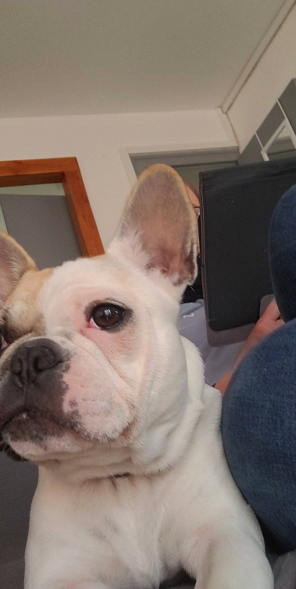 Moana participe au concours pour gagner de l'argent avec cette photo : baseball_cap, bulldog, canidae, cap, carnivore, comfort, companion_dog, dog, dog_breed, ear, fawn, fur, hat, mammal, sporting_group, terrestrial_animal, toy_dog, whiskers, working_animal, wrinkle