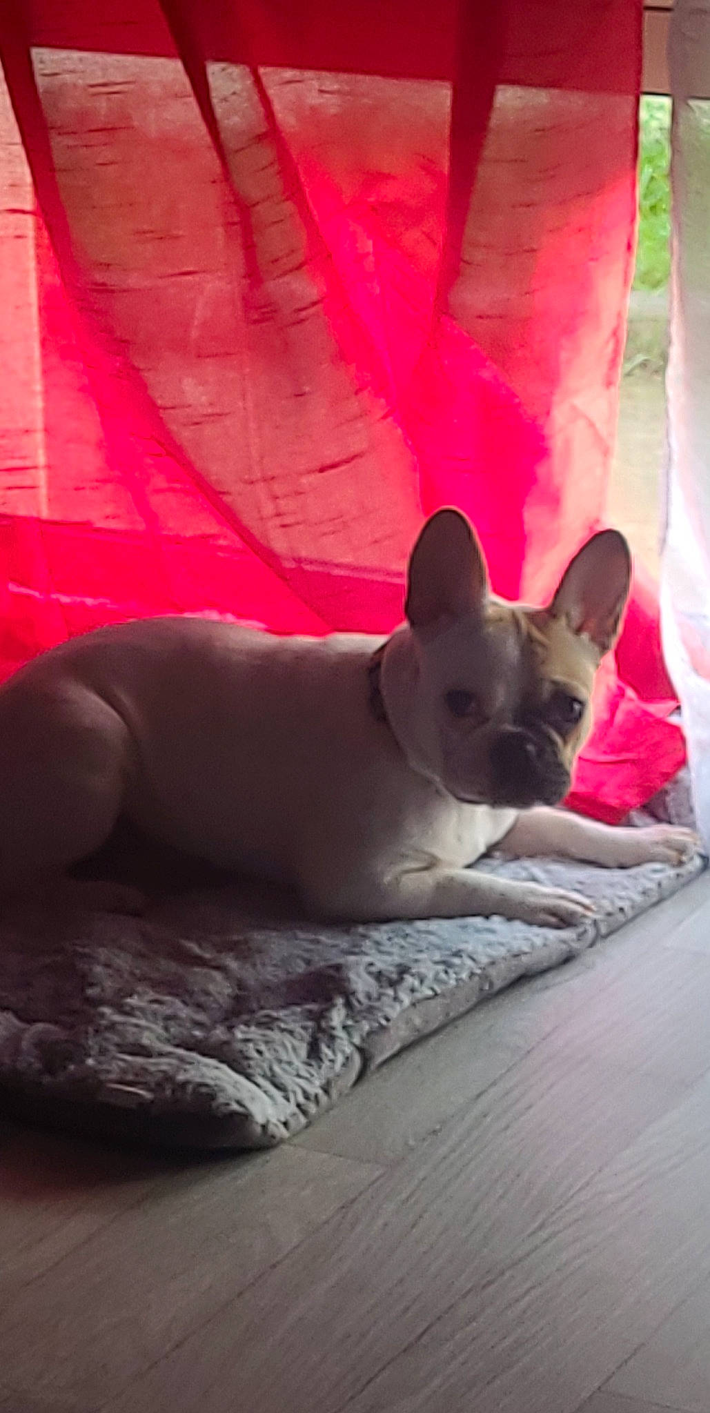 Moana a rejoint le concours — aidez-le/la à gagner de superbes lots ! carmine, carnivore, comfort, companion_dog, dog, dog_breed, fawn, felidae, foot, human_leg, linens, magenta, pink, red, small_to_medium_sized_cats, snout, tints_and_shades, toy_dog, whiskers, working_animal