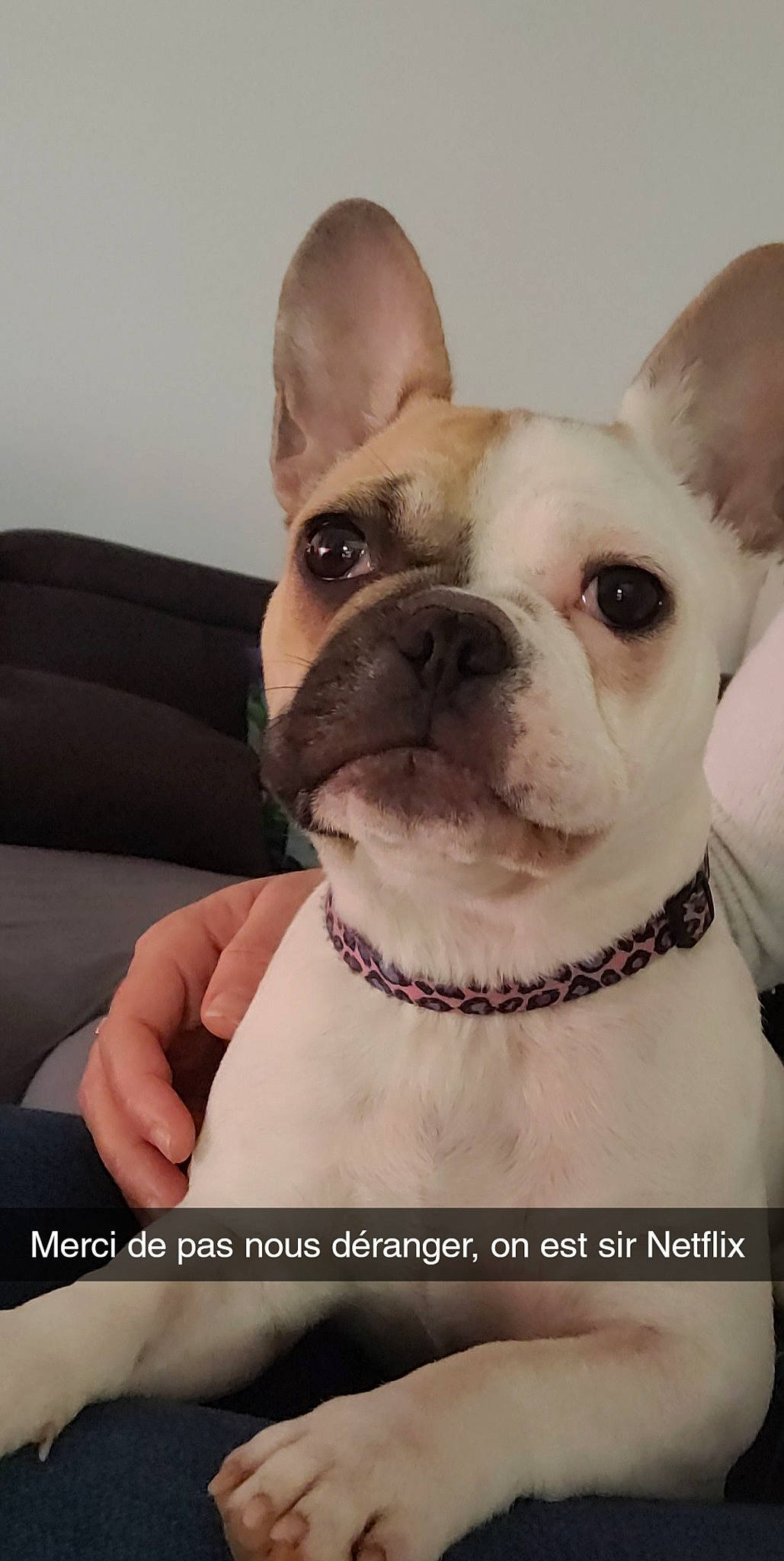 Moana a rejoint le concours — aidez-le/la à gagner de superbes lots ! bulldog, canidae, carnivore, collar, comfort, companion_dog, dog, dog_breed, dog_collar, ear, fawn, fur, happy, non_sporting_group, snout, sporting_group, terrestrial_animal, toy_dog, whiskers, working_animal