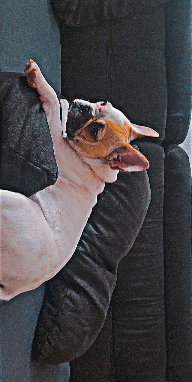 Moana participe au concours pour gagner de l'argent avec cette photo : canidae, carnivore, comfort, companion_dog, denim, dog, dog_breed, eyewear, fawn, felidae, finger, gesture, human_leg, linens, sleeve, snout, sunglasses, textile, whiskers, wood