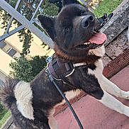 Venom a rejoint le concours — aidez-le/la à gagner de superbes lots ! dog, akita, canine, pet, animal, outdoor, harness, leash, side_view, tongue_out, curled_tail, pavement, greenery, trees, building, daylight, happy, walking, domestic_animal, mammal