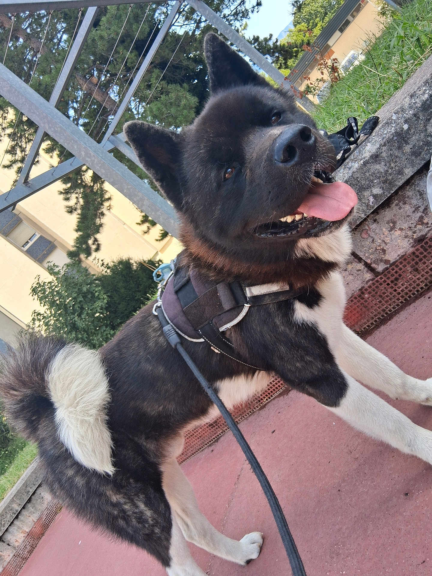 Venom a rejoint le concours — aidez-le/la à gagner de superbes lots ! dog, akita, canine, pet, animal, outdoor, harness, leash, side_view, tongue_out, curled_tail, pavement, greenery, trees, building, daylight, happy, walking, domestic_animal, mammal