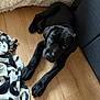 puppy, dog, black_dog, floor, blanket, throw, wooden_floor, indoor, pet, canine, cute, animal, fur, lying_down, looking_up, ears, paw, home, cozy, young_dog