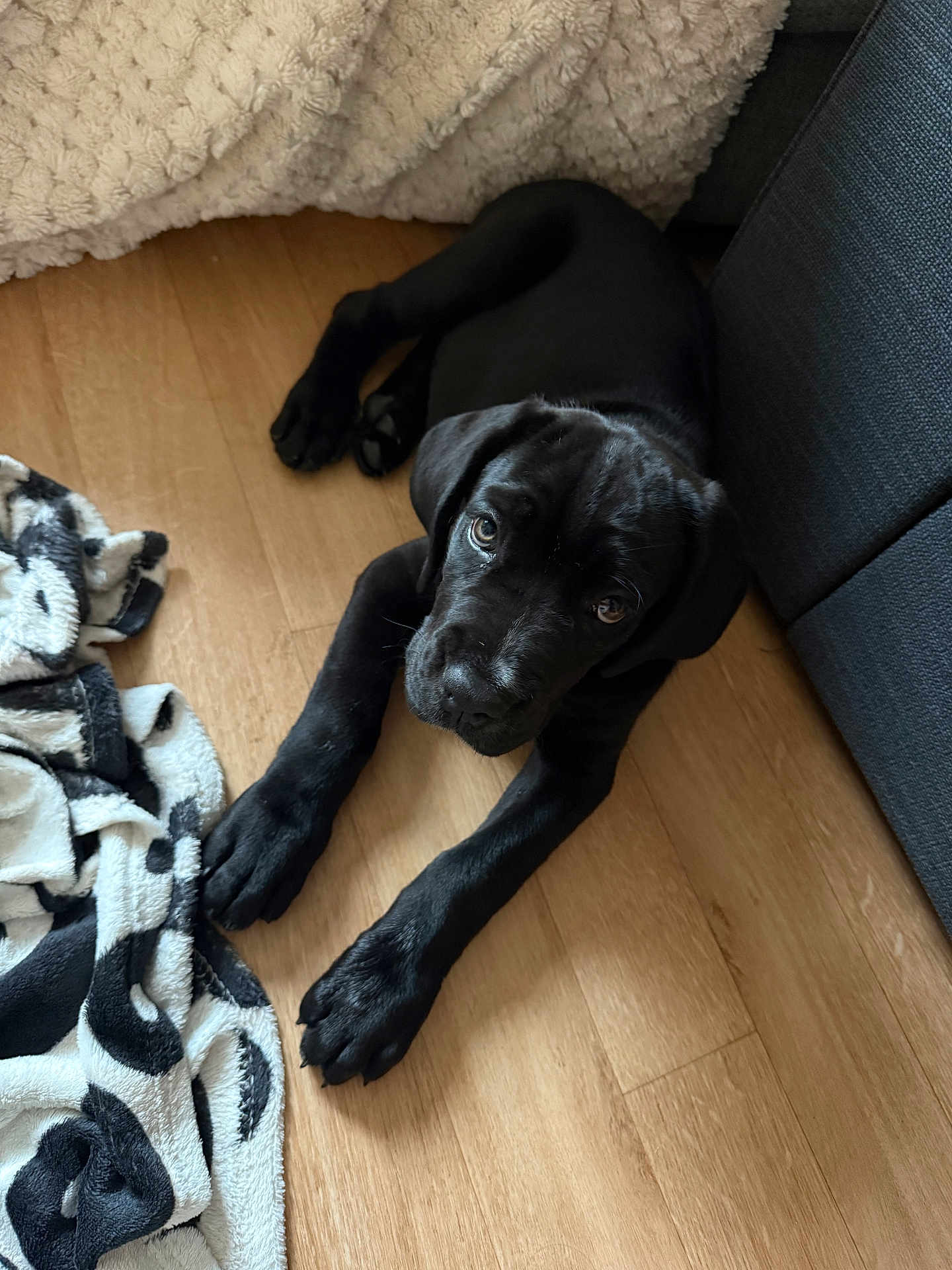 Juno
