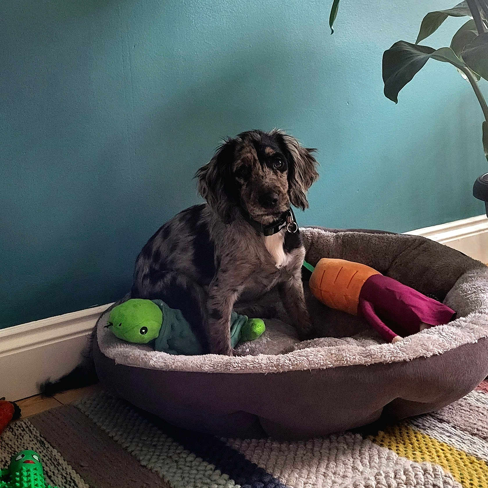 Pixie