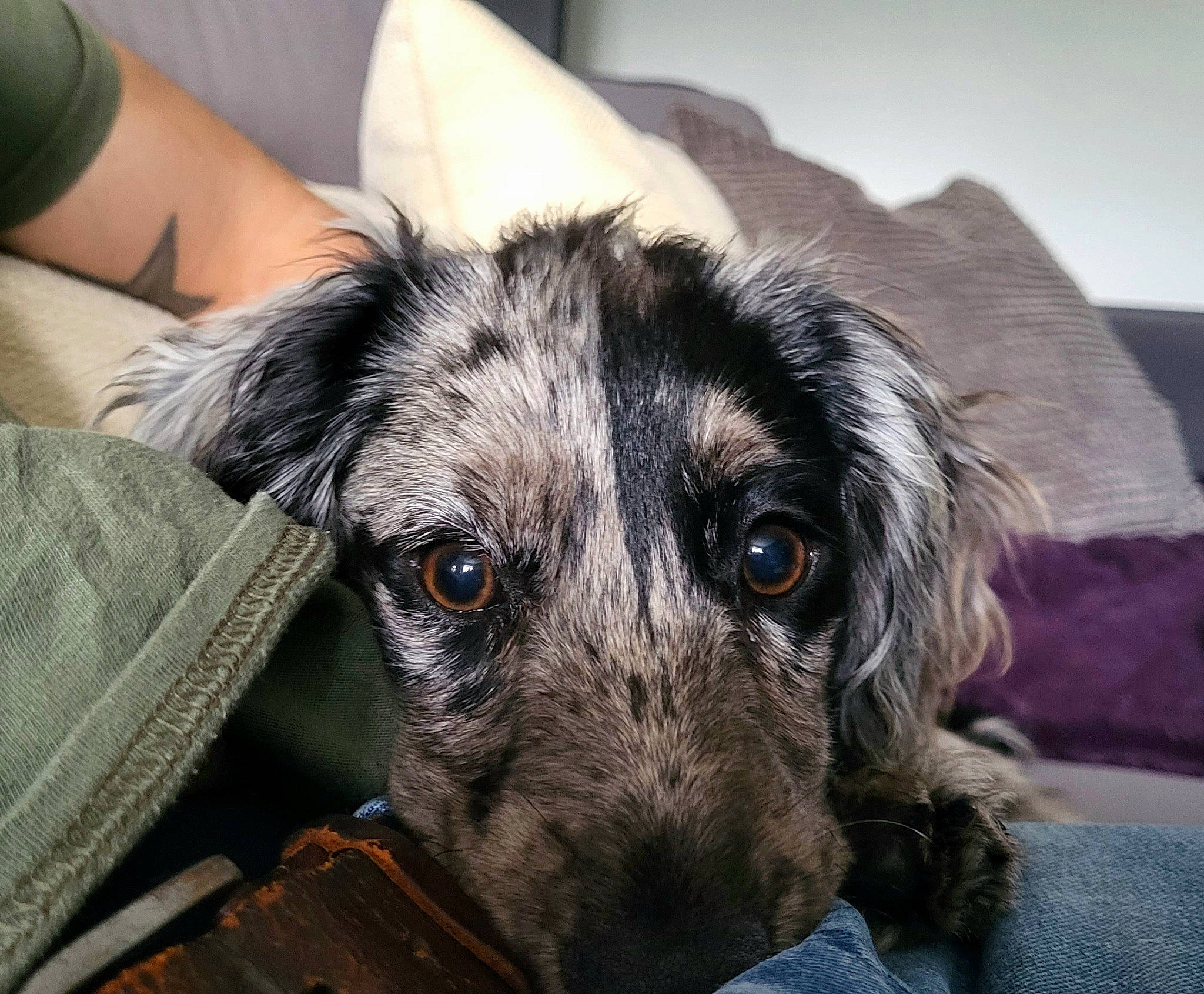 Pixie joined the competition — help win amazing prizes! borador, canidae, carnivore, comfort, companion_dog, couch, dog, dog_breed, ear, eye, flooring, fur, guard_dog, puppy, snout, sporting_group, whiskers, working_animal, working_dog