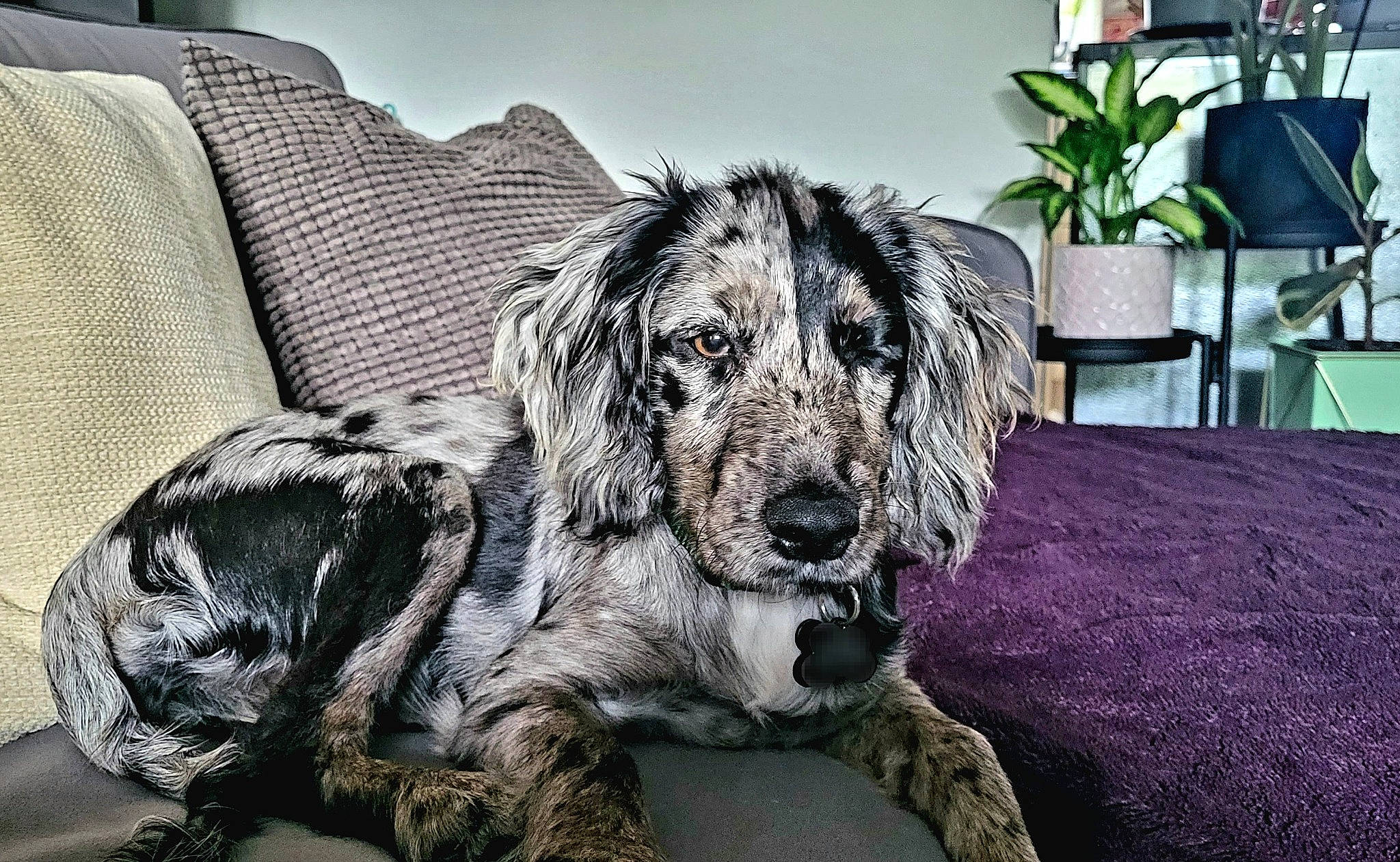 Pixie joined the competition — help win amazing prizes! canidae, carnivore, chair, comfort, companion_dog, couch, dog, dog_breed, flooring, flowerpot, fur, gun_dog, houseplant, living_room, picture_frame, plant, snout, spaniel, sporting_group, working_animal