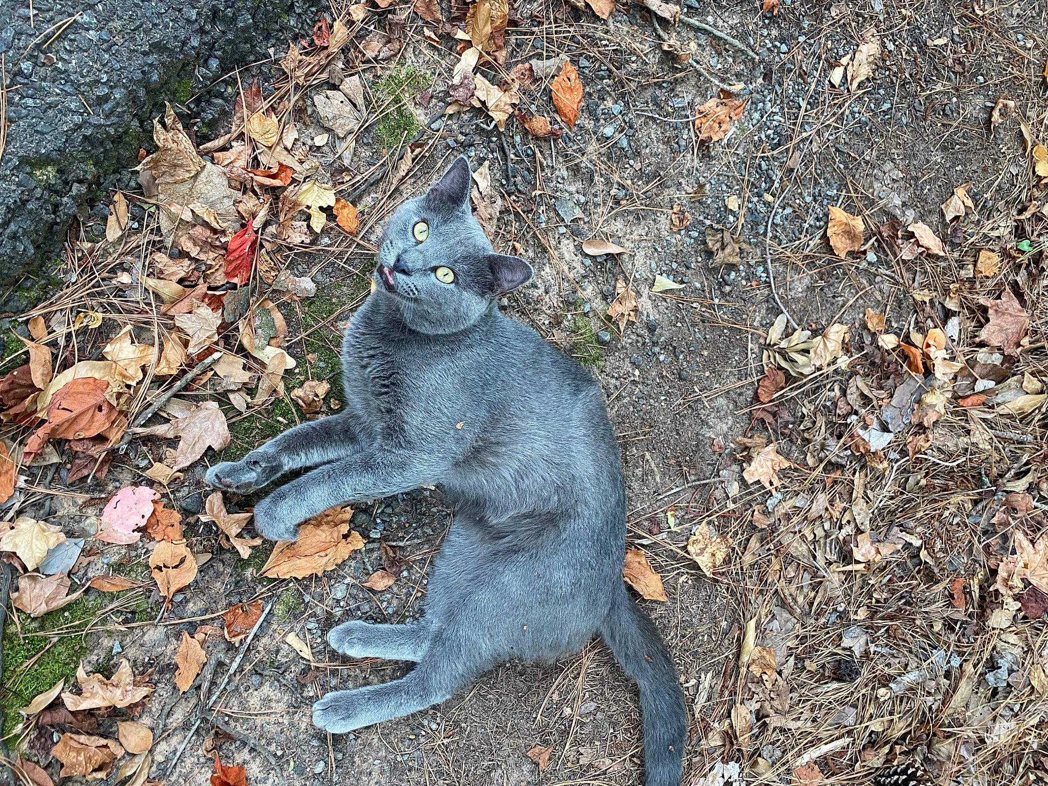 Grayson joined the competition — help win amazing prizes! art, asphalt, claw, electric_blue, fawn, fur, grass, ground_squirrels, groundcover, paw, primate, road_surface, rodent, shadow, snout, soil, tail, terrestrial_animal, tree, wildlife