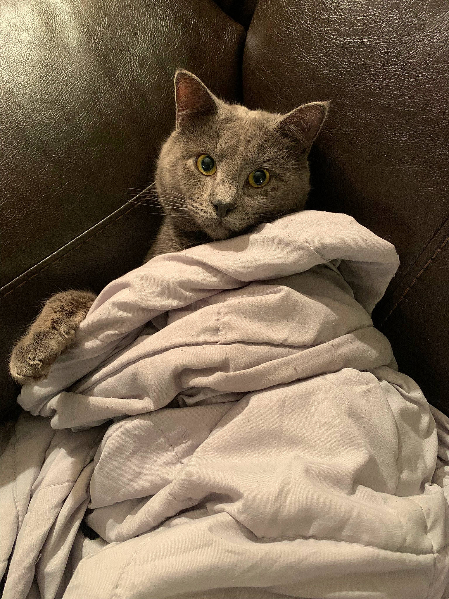 Grayson joined the competition — help win amazing prizes! bed, bed_sheet, bedding, blanket, carnivore, cat, comfort, domestic_short_haired_cat, felidae, fur, grey, linens, nap, sleep, sleeve, small_to_medium_sized_cats, snout, tail, whiskers, wrinkle