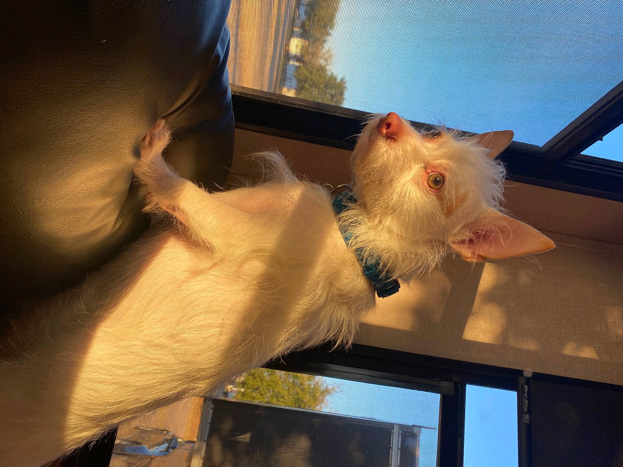 Artie is registered to the contest to win money with this photo: beard, carnivore, cat, claw, domestic_short_haired_cat, facial_hair, fawn, felidae, finger, fur, gesture, glass, room, small_to_medium_sized_cats, snout, tail, tints_and_shades, whiskers, window, windshield