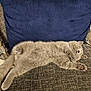 Boaz joined the competition — help win amazing prizes! cat, gray_cat, sleeping, couch, pillow, cozy, indoor, pet, feline, relaxed, resting, fur, whiskers, paw, home, animal, cute, domestic_cat, nap, soft