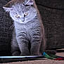 Boaz joined the competition — help win amazing prizes! kitten, gray_cat, carpet, couch, phone, ribbon, pet, indoor, feline, cute, fur, young_animal, whiskers, curious, sitting, domestic_animal, playful, closeup, home, animal