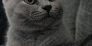 Boaz joined the competition — help win amazing prizes! kitten, gray_cat, pet, animal, close_up, furry, cute, whiskers, ears, paws, domestic_cat, mammal, indoor, soft, young, eyes, fur, resting, comfort, portrait