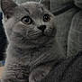 kitten, gray_cat, pet, animal, close_up, furry, cute, whiskers, ears, paws, domestic_cat, mammal, indoor, soft, young, eyes, fur, resting, comfort, portrait