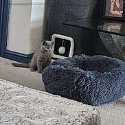 Boaz joined the competition — help win amazing prizes! kitten, gray_cat, carpet, cat_bed, scratching_post, toy, living_room, pet, furniture, frame, photograph, cozy, indoor, animal, cute, small, curious, furry, soft, home