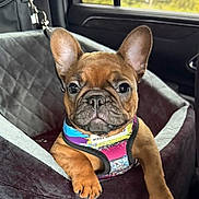 Reba is registered to the contest to win money with this photo: french_bulldog, puppy, dog, car_interior, car_seat_cover, harness, brown_dog, pet, animal, cute, portrait, indoors, window, seat, leash, ears, paw, face, sitting, looking_at_camera