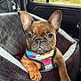 french_bulldog, puppy, dog, car_interior, car_seat_cover, harness, brown_dog, pet, animal, cute, portrait, indoors, window, seat, leash, ears, paw, face, sitting, looking_at_camera