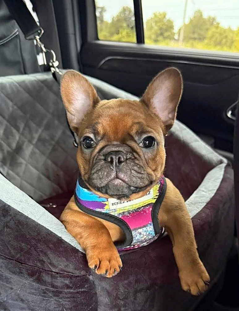 Reba is registered to the contest to win money with this photo: french_bulldog, puppy, dog, car_interior, car_seat_cover, harness, brown_dog, pet, animal, cute, portrait, indoors, window, seat, leash, ears, paw, face, sitting, looking_at_camera