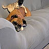 Mylee is registered to the contest to win money with this photo: animal, brown_dog, canine, collar, companion, couch, cozy, dog, ears, fur, home, indoor, paw, pet, playing, pug, relaxing, resting, snout, tail
