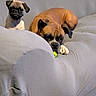 Mylee is registered to the contest to win money with this photo: animal, boxer, companion, couch, cute, dog, domestic_animal, ears, friendly, fur, gray_couch, indoor, lying_down, paw, pet, pug, relaxed, sitting, snout, toy
