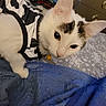 animal, bed, black_spots, blue_blanket, cat, close_up, cozy, home, indoors, kitten, laundry, lying_down, pet, pink_nose, pointed_ears, portrait, resting, whiskers, white_cat, yellow_collar