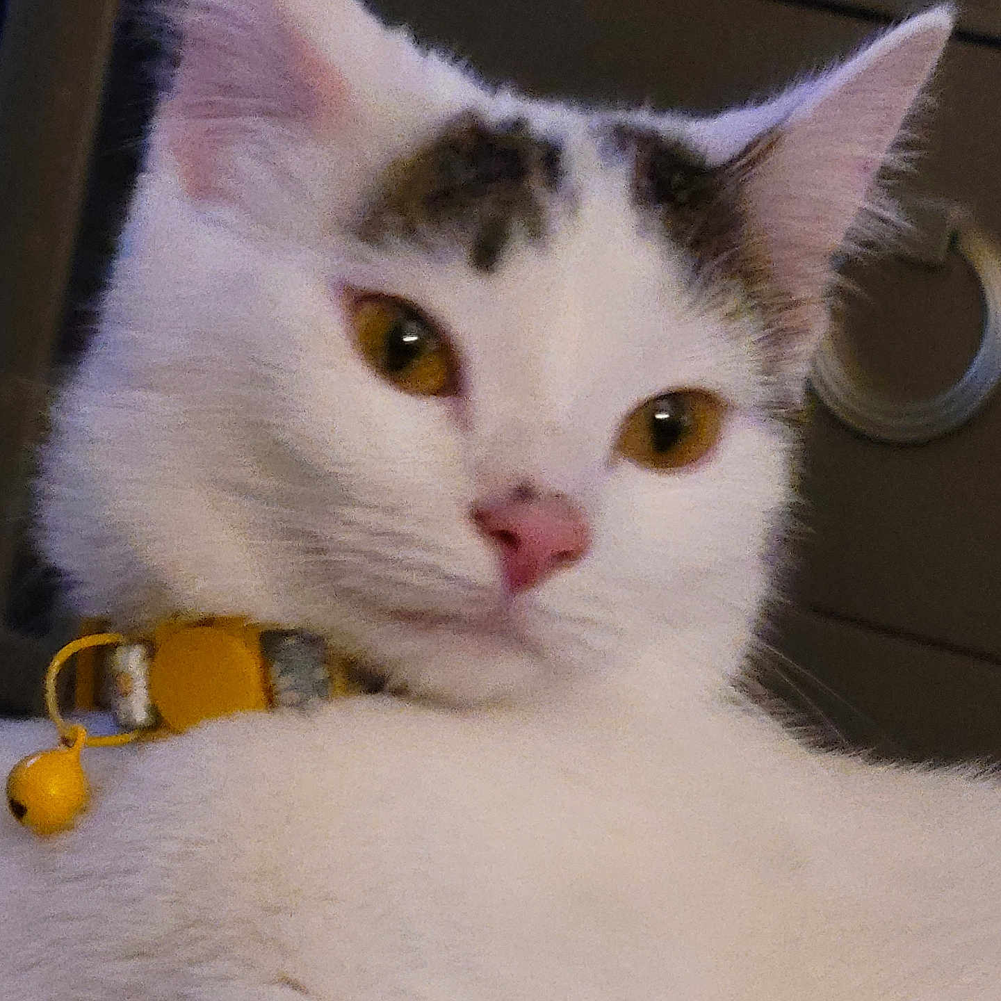 Daizey