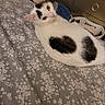 animal, bed, bedroom, bedspread, black_spots, blue_cushion, cat, cozy, dresser, feline, floral_pattern, golden_eyes, indoor, laundry_basket, lying_down, pet, photography, portrait, relaxed, white_cat