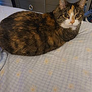 Cadence is registered to the contest to win money with this photo: animal, bed, bedroom, bedspread, calico_cat, cat, close_up, collar, dresser, feline, fur, green_eyes, indoor, lying_down, orange_fur, pet, portrait, relaxed, striped_fur, white_fur