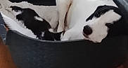 Bella participe au concours pour gagner de l'argent avec cette photo : animal, black_and_white, blanket, calm, comfort, cozy, dog, domestic, fur, home, household, indoor, laying_down, pet_bed, quiet, relaxing, resting, rug, sleeping, wooden_floor